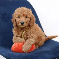 Levi, a male Miniature Goldendoodle for sale in Narvon, PA – 1 of 6