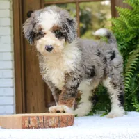 Brody, a male Bernedoodle for sale in Narvon, PA – 4 of 6