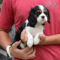 Java, a female Cavalier King Charles Spaniel for sale in Narvon, PA – 7 of 9