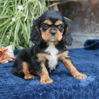 Jalena, a female Cavalier King Charles Spaniel for sale in Narvon, PA – 4 of 9
