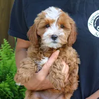 Jalena, a female Cavapoo for sale in Narvon, PA – 7 of 7