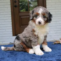 Kona, a female Bernedoodle for sale in Narvon, PA – 2 of 6