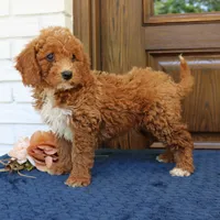 Steve, a male Goldendoodle for sale in Narvon, PA – 4 of 4