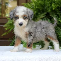 Brooke, a female Bernedoodle for sale in Narvon, PA – 6 of 6
