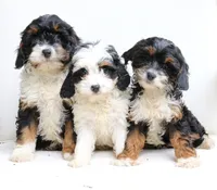 Sage , a female Cavapoo for sale in Narvon, PA – 2 of 6