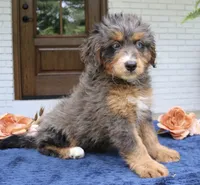 Kenzie, a female Miniature Bernedoodle for sale in Narvon, PA – 3 of 3