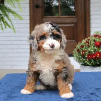 Lexi, a female Bernedoodle for sale in Narvon, PA – 3 of 9