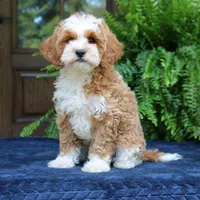 Jojo, a male Cavapoo for sale in Narvon, PA – 4 of 7