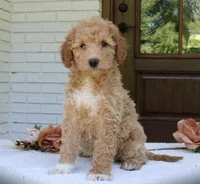 Tally mini f1b, a female Miniature Goldendoodle for sale in Narvon, PA – 2 of 4