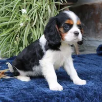 Java, a female Cavalier King Charles Spaniel for sale in Narvon, PA – 4 of 9