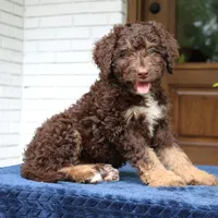 Rita, a female Bernedoodle for sale in Narvon, PA – 2 of 8