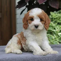 Callie, a female Cavapoo for sale in Narvon, PA – 4 of 7