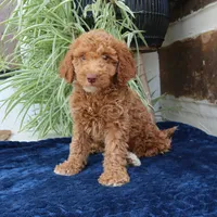 Hugo, a male Goldendoodle for sale in Narvon, PA – 6 of 6