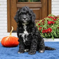 Scout, a male Cavapoo for sale in Narvon, PA – 5 of 6