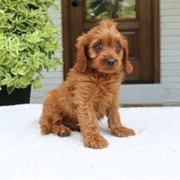 Mason, a male Cavapoo for sale in Narvon, PA – 6 of 6