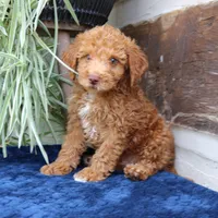 Hunter, a male Goldendoodle for sale in Narvon, PA – 6 of 6