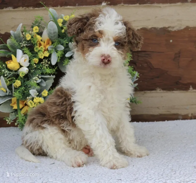 Max mini  – Miniature Bernedoodle puppy for sale in Narvon, PA