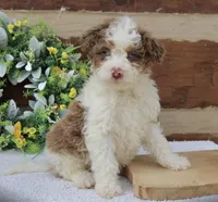 Max mini , a male Miniature Bernedoodle for sale in Narvon, PA – Photo 2 of 2