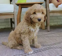 Teddy mini f1b, a male Miniature Goldendoodle for sale in Narvon, PA – 4 of 5