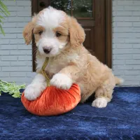 Moose, a male Miniature Bernedoodle for sale in Narvon, PA – 7 of 8