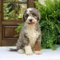 Bentley, a male Bernedoodle for sale in Narvon, PA – 6 of 10