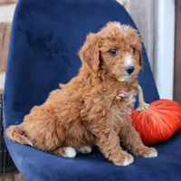 Sasha, a female Miniature Goldendoodle for sale in Narvon, PA – 5 of 6