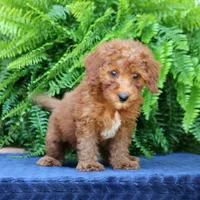 Nala, a female Goldendoodle for sale in Narvon, PA – 3 of 9
