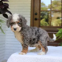 Buddy, a male Bernedoodle for sale in Narvon, PA – 2 of 9