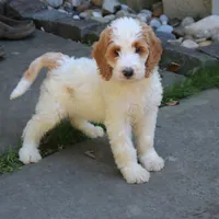 Sasha, a female Goldendoodle for sale in Narvon, PA – 9 of 10