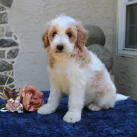 Dustin, a male Goldendoodle for sale in Narvon, PA – 6 of 7