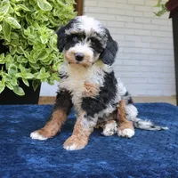 Emma, a female Bernedoodle for sale in Narvon, PA – 5 of 6