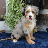 Pearl, a female Miniature Bernedoodle for sale in Narvon, PA – 7 of 10