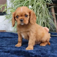 Jordan, a male Cavalier King Charles Spaniel for sale in Narvon, PA – 5 of 6