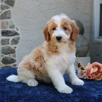 Dolly, a female Goldendoodle for sale in Narvon, PA – 9 of 9