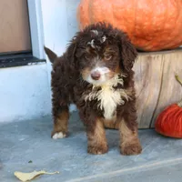 Biscuit , a male Miniature Bernedoodle for sale in Narvon, PA – 5 of 5