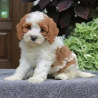 Callie, a female Cavapoo for sale in Narvon, PA – 3 of 7
