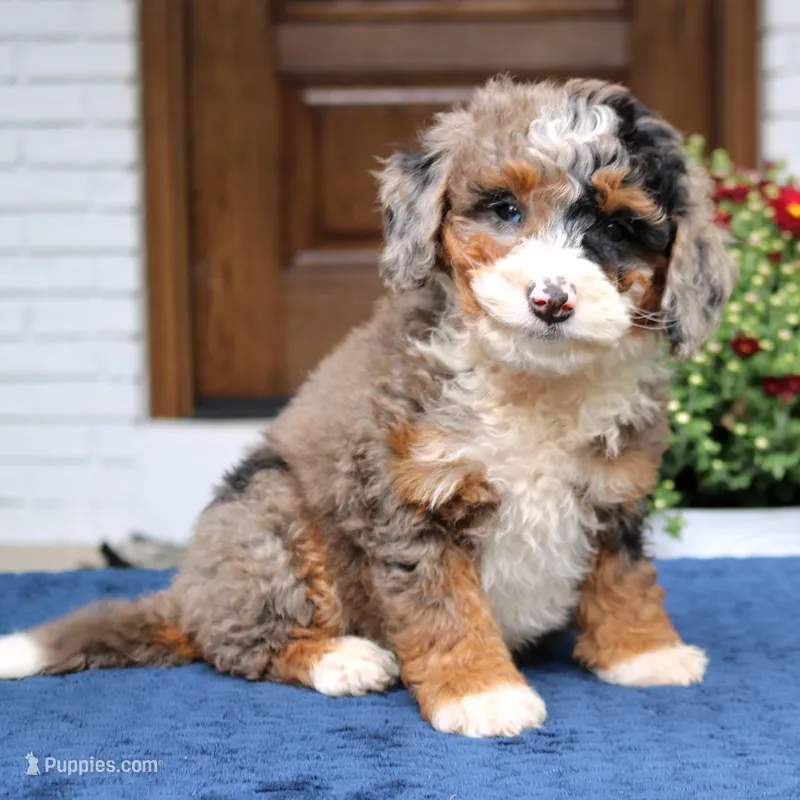 Lexi – Bernedoodle puppy for sale in Narvon, PA