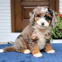 Lexi, a female Bernedoodle for sale in Narvon, PA – 1 of 9