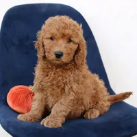 Levi, a male Miniature Goldendoodle for sale in Narvon, PA – 4 of 6
