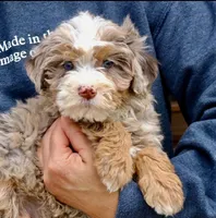 Trina mini f2 b, a female Miniature Bernedoodle for sale in Narvon, PA – Photo 4 of 4