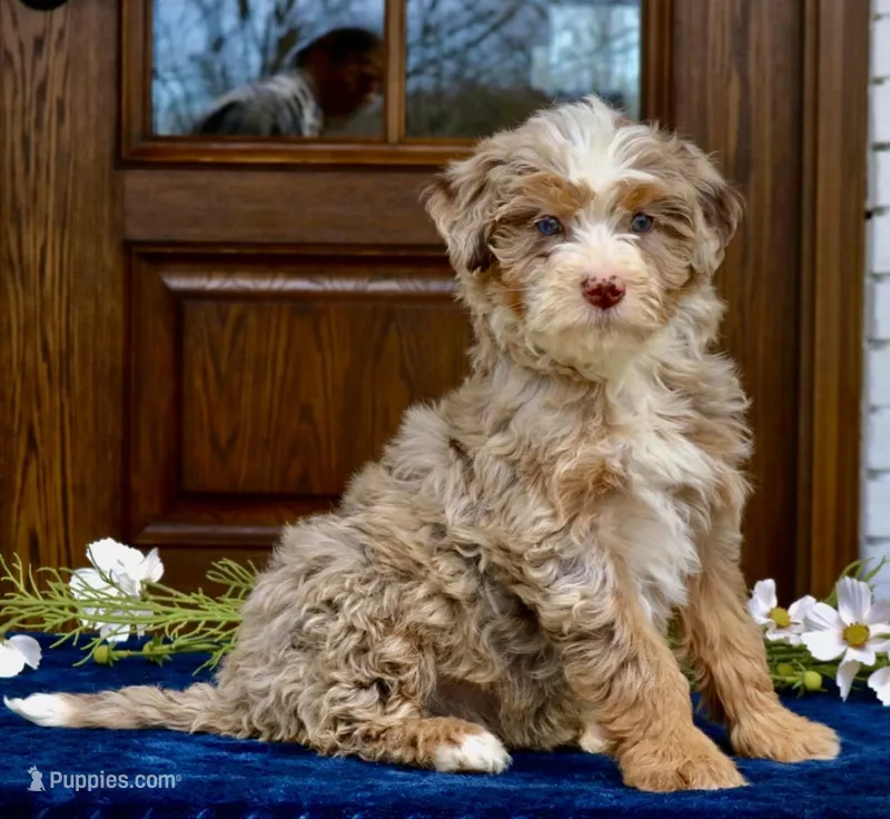 Trina mini f2 b – Miniature Bernedoodle puppy for sale in Narvon, PA