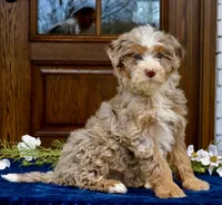 Trina mini f2 b, a female Miniature Bernedoodle for sale in Narvon, PA – Photo 1 of 4