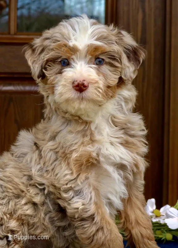 Vanessa mini f2 b – Miniature Bernedoodle puppy for sale in Narvon, PA