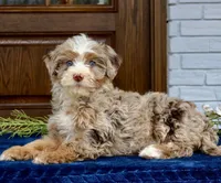 Trina mini f2 b, a female Miniature Bernedoodle for sale in Narvon, PA – Photo 3 of 4