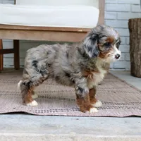 Diana, a female Miniature Bernedoodle for sale in Narvon, PA – 7 of 7