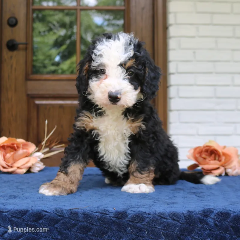 Everett – Miniature Bernedoodle puppy for sale in Narvon, PA