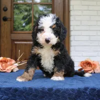 Everett, a male Miniature Bernedoodle for sale in Narvon, PA – 2 of 5