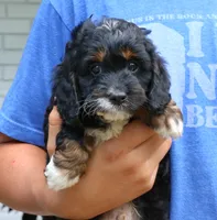 Cody, a male Cavapoo for sale in Narvon, PA – 5 of 6