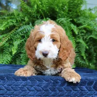 Jax, a male Cavapoo for sale in Narvon, PA – 6 of 6