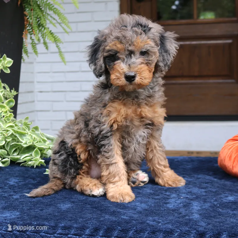 Mary – Bernedoodle puppy for sale in Narvon, PA